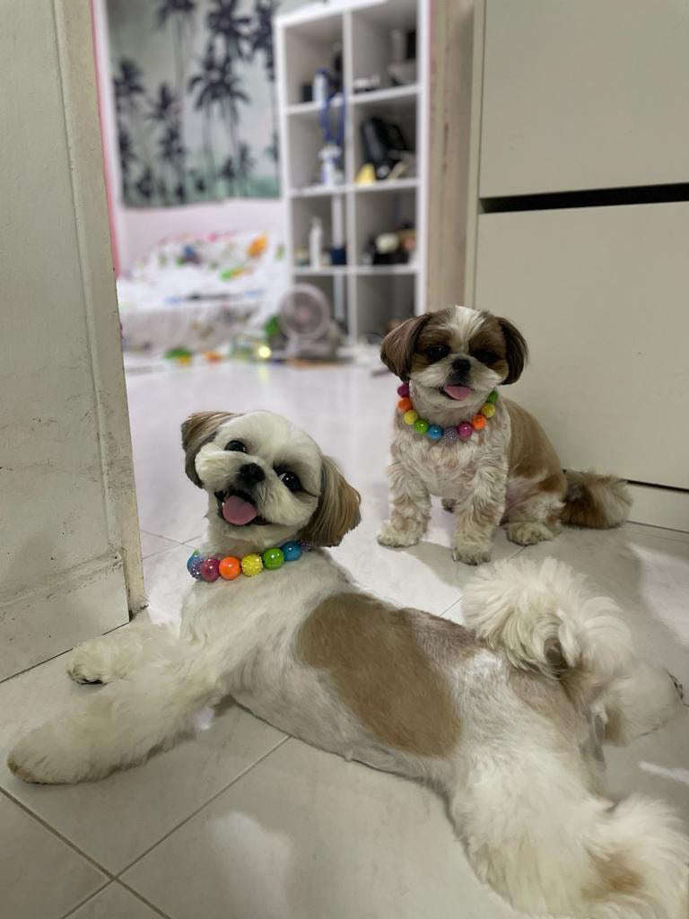 Bubbles' Rainbow