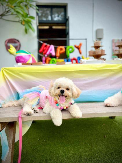 Phoebe's Rainbow