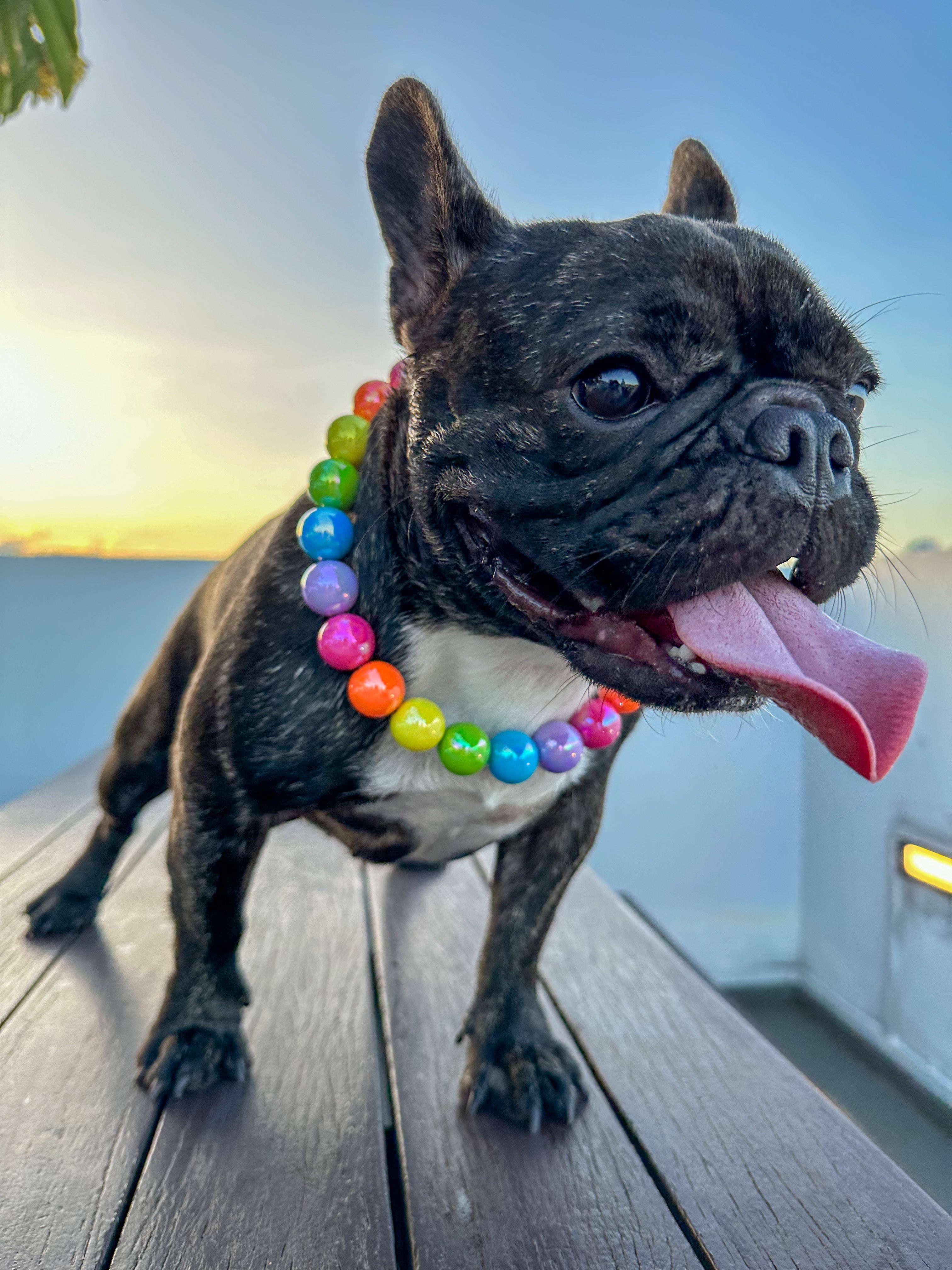 Rainbow collar sales